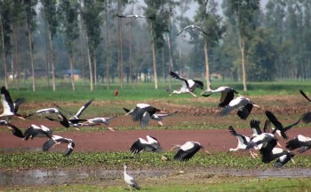 संरक्षणको प्रतीक्षामा पर्यापर्यटनको अनुपमस्थल पुरैनी ताल