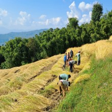 गाउँ फर्कीएका रोकाको खेतमा माओवादी कार्यकर्ताको श्रमदान