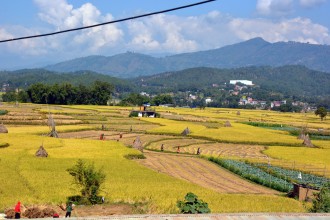 धानबाली भित्र्याउन व्यस्त किसान