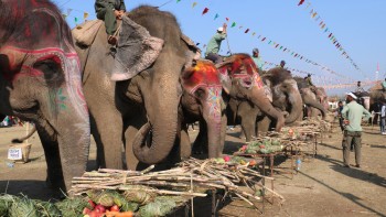 विश्व हात्ती दिवस :  झापामा हात्तीको सङ्ख्या तेब्बर वृद्धि