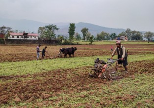 कर्णालीका ३० प्रतिशत परिवार कृषिमा आत्मनिर्भर