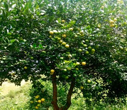 कागती खेतीप्रति कृषकको आकर्षण