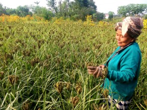 तराईमा कोदोखेती