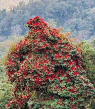 माघ मै फुल्यो लालीगुँरास फूल  