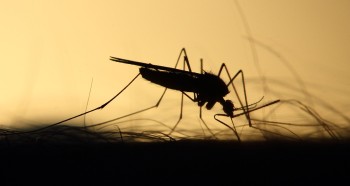 आयातीत बिरामीले औलो रोगको जोखिम बढ्दो