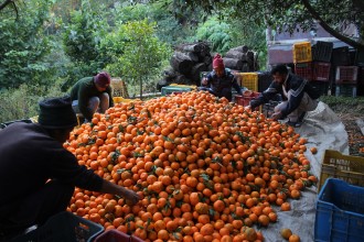 बजार पठाउन सुन्तलाको ग्रेडिङ गरिँदै