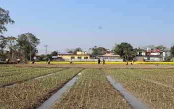 व्यावसायिक प्याज खेतीमा जुट्दै किसान 