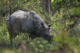 गैँडा संरक्षणका लागि ‘राइनो गोल्डकप’ हुँदै