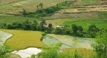 बारामा ६० प्रतिशत रोपाइँ