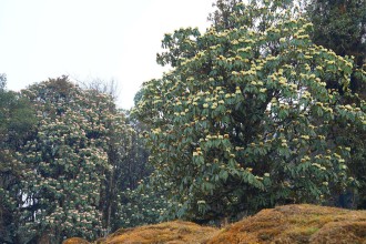 ढकमक्क फुले सेतो गुराँस