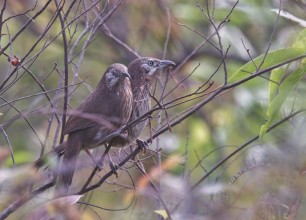 नेपालमा मात्रै पाइने चरा ‘काँडे भ्याकुर’ ले लाेभ्याउँदै पर्यटक