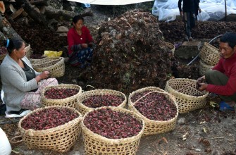 किसानलाई अलैँची भित्र्याउन चटारो