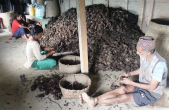 अलैँचीको मूल्य वृद्धि हुँदा किसान उत्साहित