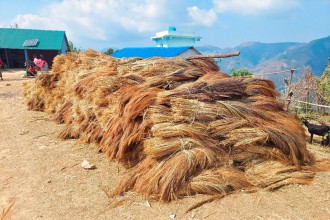 कबुलियत वनमा लगाइएको अम्रिसो  बेचेर तीन करोड बढी आम्दानी