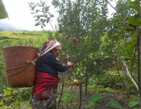 तिप्लिङमा स्याउ लटरम्मै, बजार अभावले बारीमै थन्कियो 