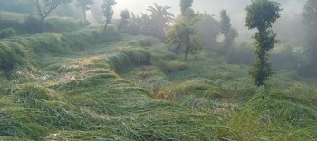 असिनाले धानबाली नष्ट