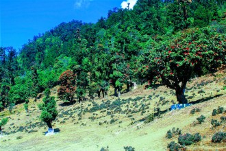 बागलुङमा लालीगुराँससँग रम्‍नेको चहलपहल