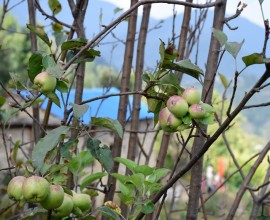 एक वर्षमा दुई पटक फल्यो बझाङी स्याउ