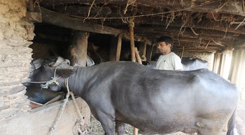 दूध बेचेर वार्षिक २० लाख कमाइ