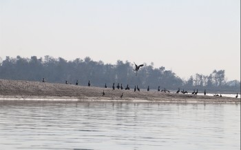 नारायणी नदी क्षेत्रमा ४१ प्रजातिका जलपक्षी भेटिए