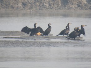 कोशीटप्पुमा चराको सङ्ख्या घट्यो