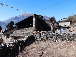 तीनजुरेमा २८ हजार गुराँसका बिरुवा हुर्काइँदै