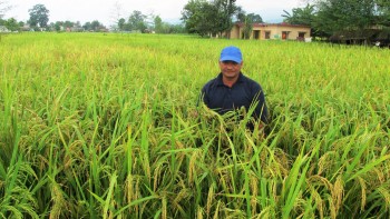 बडादसैँमा किसानलाई धान भित्र्याउने चटारो