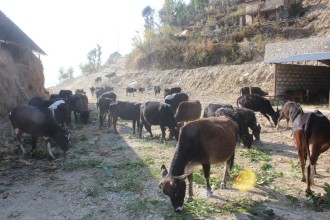 पाडी, बाच्छी हुर्काउन कास्कीका किसानलाई ८५ लाख अनुदान