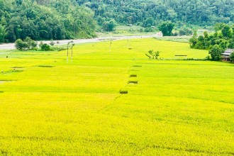 गुल्मीमा धान उत्पादन बढ्यो