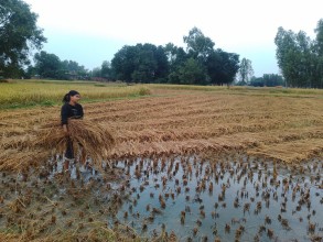 बेमौसमी वर्षाले धान बालीमा क्षति , किसान समस्यामा