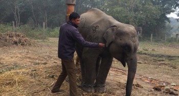 शुक्लाफाँटाको गजराज ‘शेषचन्द्र’ले अब पर्यटक घुमाउने