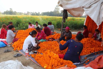 तिहार नजिकिएसँगै माला उन्दै महिलाहरु