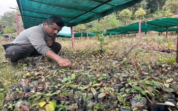 तीनजुरेमा २८ हजार गुराँसका बिरुवा हुर्काइँदै