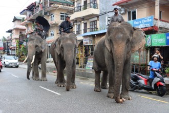 पर्यटक नहुँदा हात्ती सफारी संकटमा