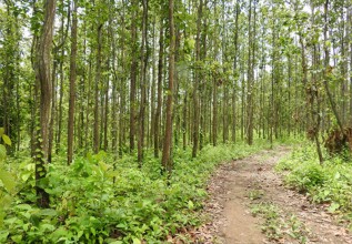 सङ्घीयतापछि सामुदायिक वन : बहुआयामिक उपयोग गर्नुपर्ने सुझाव