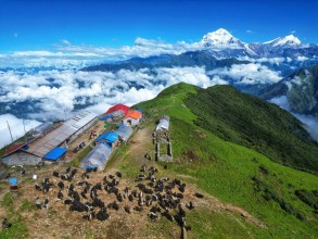 खोपारामा चौँरीपालन र धौलागिरी हिमाल 