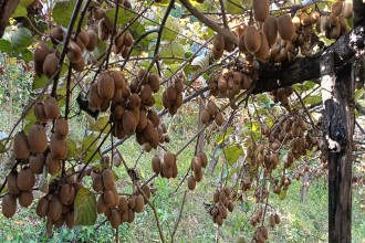 किवि खेतीबाट वार्षिक १० लाख आम्दानी