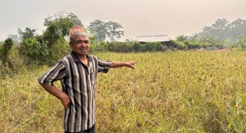 कोदोखेतीले धानेको खोरियागाउँ