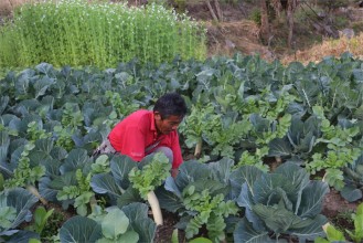 विदेशबाट फर्केर तरकारी खेती गर्दै मनिराज