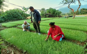 प्याजका बिरुवा बेचेर रु डेढ लाख कमाइ 