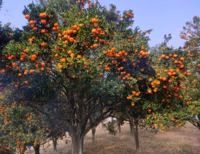 नवलपरासी पूर्वमा आठ करोड बढीको सुन्तला उत्पादन