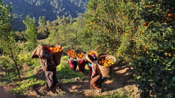 एउटै बगानमा फल्यो ७५ लाखको सुन्तला