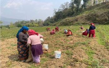 पाल्पाका किसान आलु थन्क्याउन व्यस्त