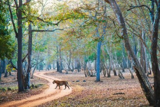 निकुञ्जको सुरक्षा व्यवस्था थप चुस्त बनाउन निर्देशन