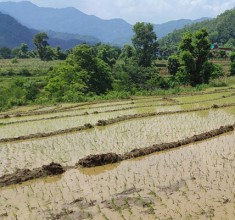 गण्डकीमा ६७ प्रतिशत मात्र रोपाइँ