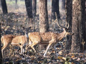 निकुञ्जमा संरक्षित चित्तल