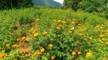 आँबुखैरेनीमा उत्पादित सयपत्री बिक्रीका लागि तयार