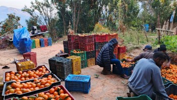 व्यापारीले बगानबाटै उठाए देउपुरका सुन्तला