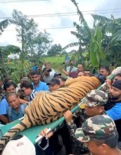 हात्ती परिचालन गरी बाघ नियन्त्रणमा