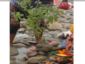 तुलसी र दामोदरको विवाह गरी हरिबोधिनी एकादशी पर्व मनाइँदै